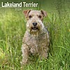 Lakeland Terrier Calendar